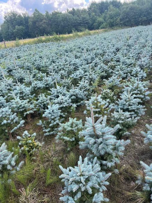 Голубая ель арча (Goluboy yel) Голубой ель