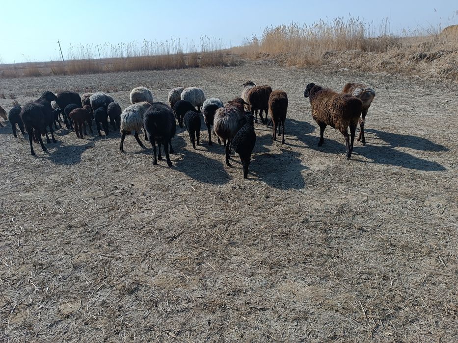 Она бола араби қўйлар сотилади