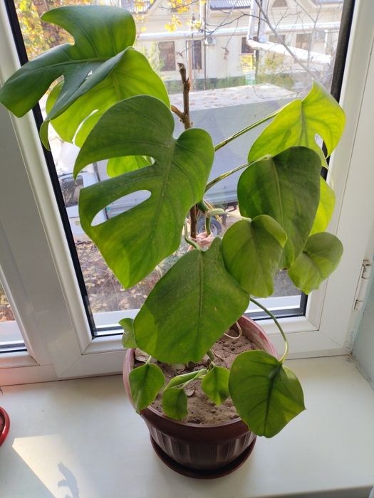 Продам    цветок