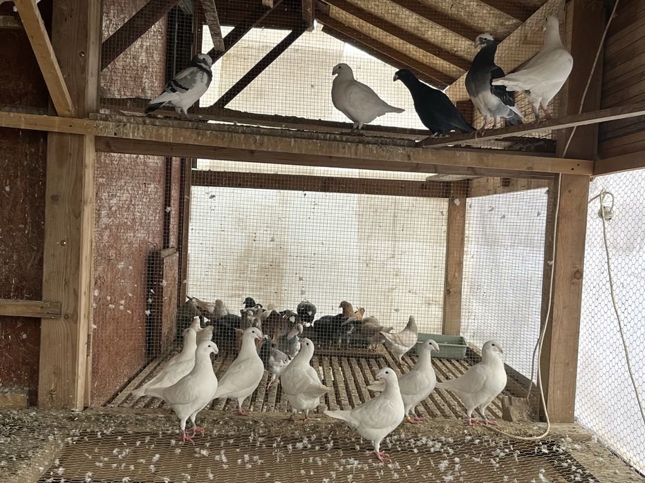 Porumbei germani de frumusete