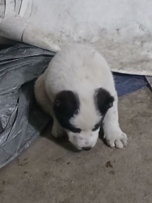 Алабай самец (эркак) 1 ойлик