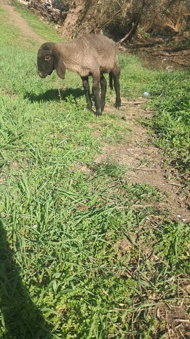 Miel carabas sarbesc