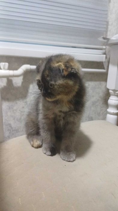 Вислоухий котенок