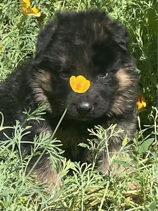 Щенки немецкой овчарки