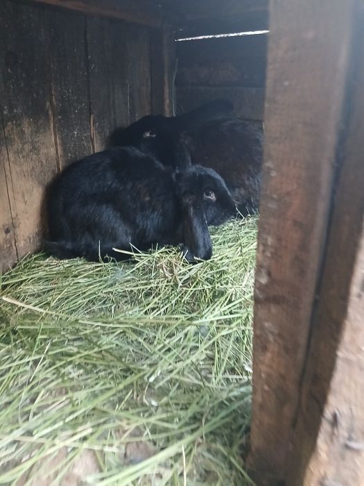 Animale de companie