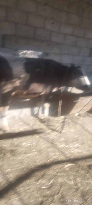 Голштин пародали гуножин сотлади