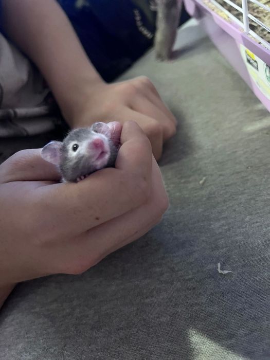 Hamster sirian de vanzare