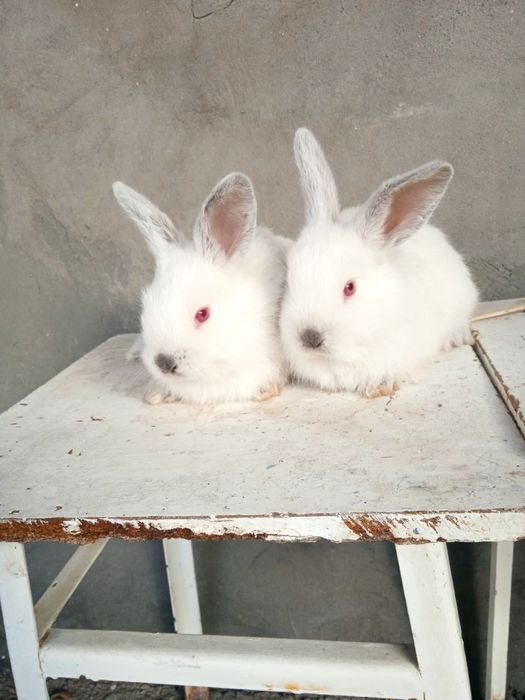 Кролики Калифорнийские