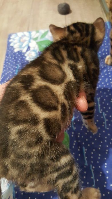 Чистокровные бенгальские Котя