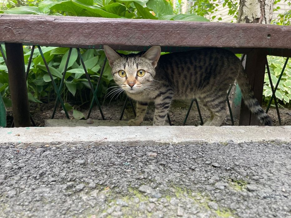 Котенок в поисках хозяев