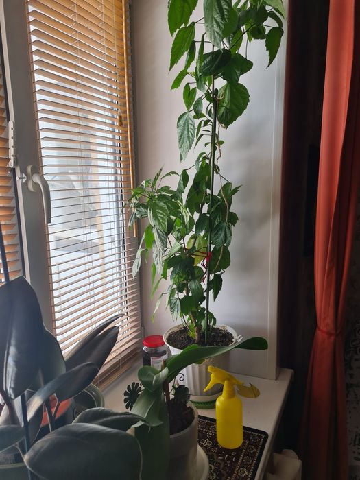 Комнатная Китайская роза