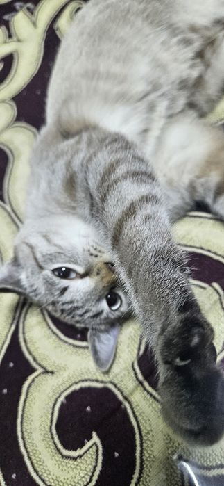 Отдам котёнка бесплатно в добрые руки