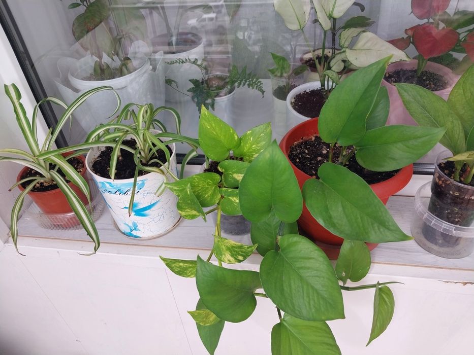 Продам  комнатные цветы.