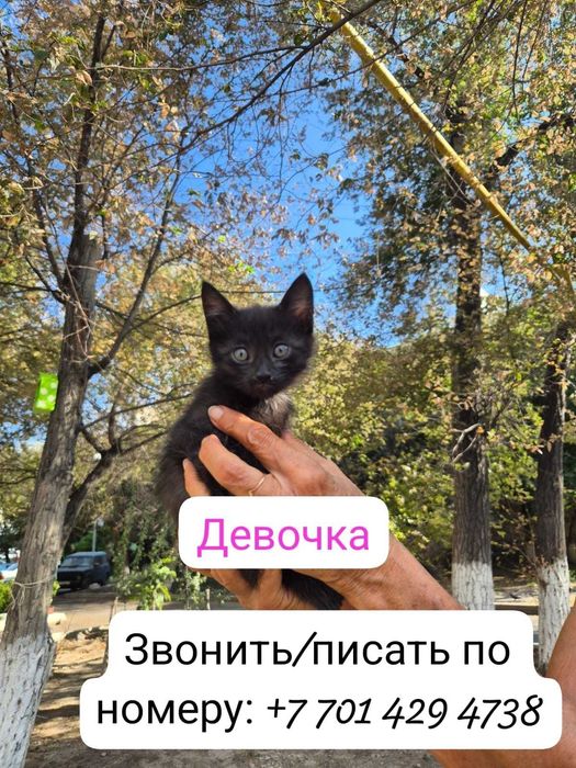 Отдам красивых котят даром