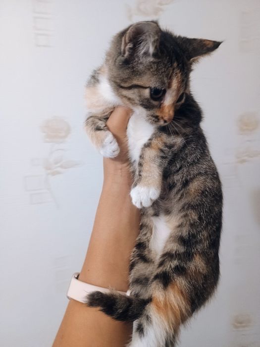Отдам котенка в добрые руки