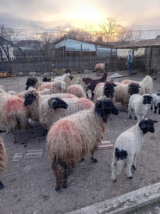 De vanzare 13 oi   fatate cu un miel fiecare