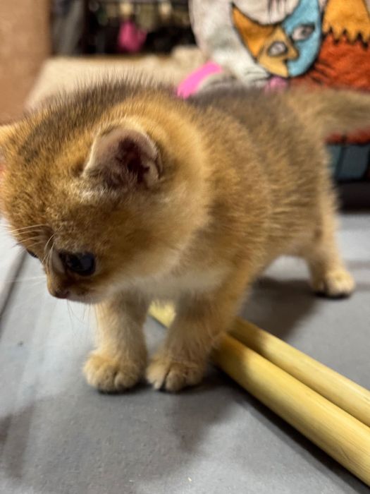 ВЯЗКА!!! британский кот оригинал ny12