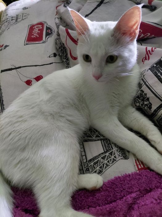 Белый котик Платон ищет семью.