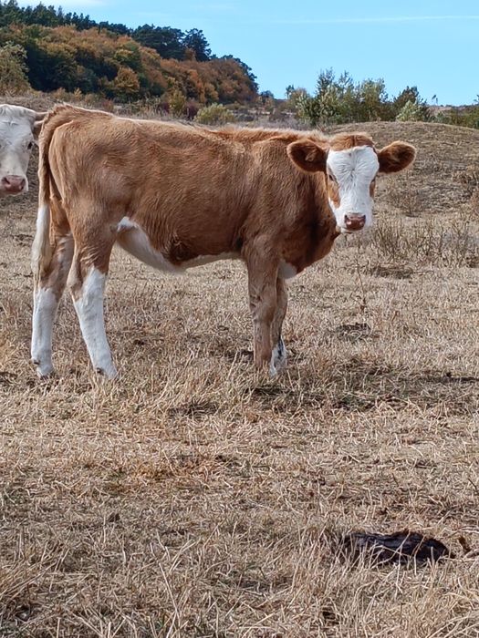 Disponibila o vitea