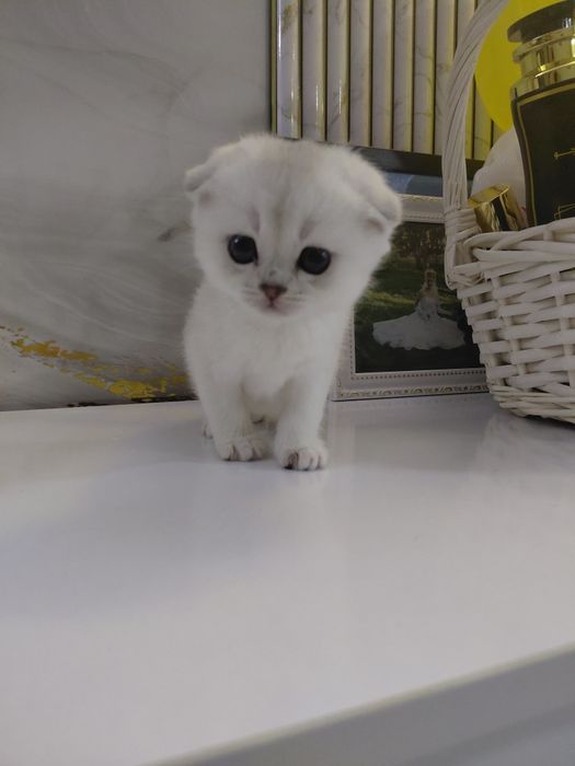 Серебристая шиншилла