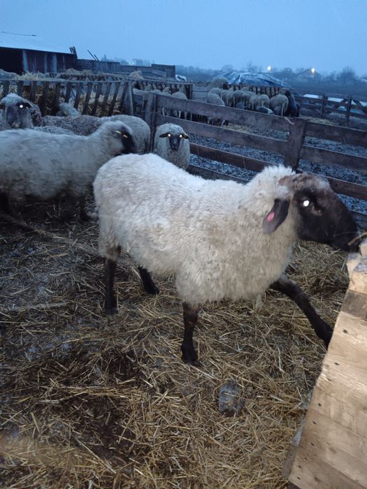 Vand 2 berbeci bucalai