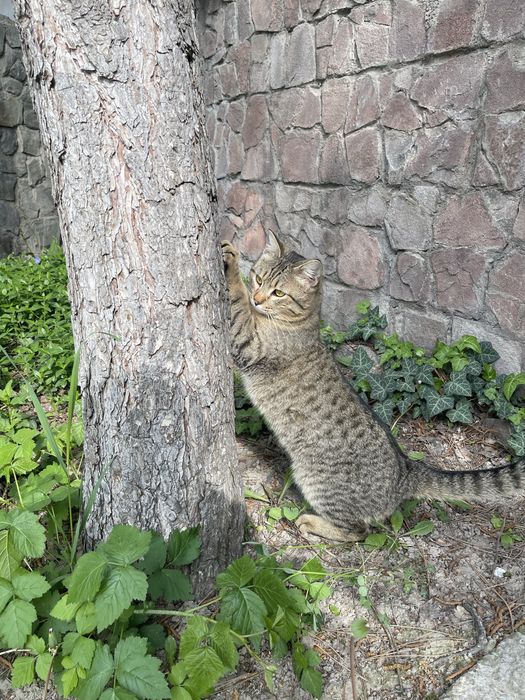 подарю домашнего кота