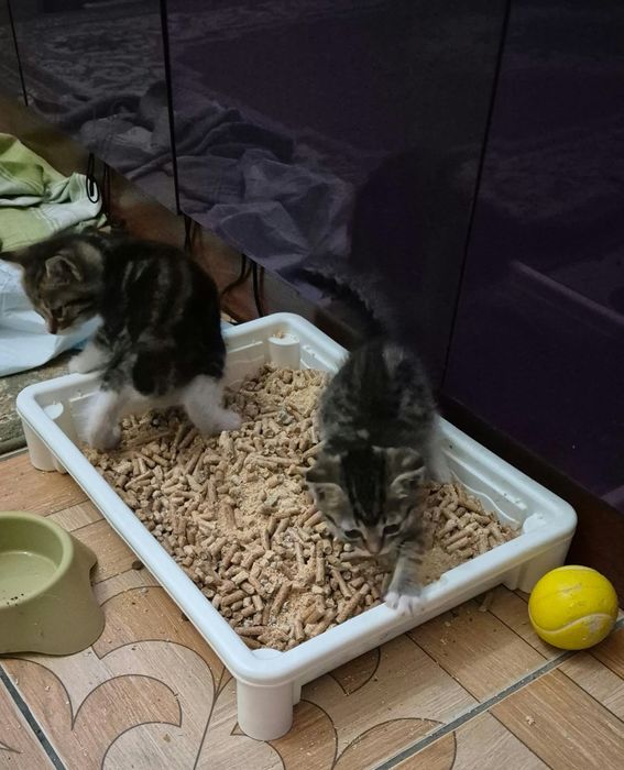 Котята ищут любящей дом