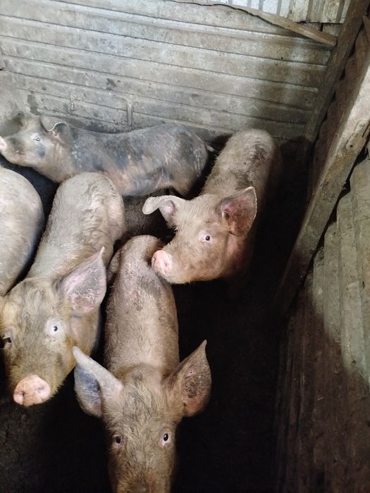 Продам поросят свинки