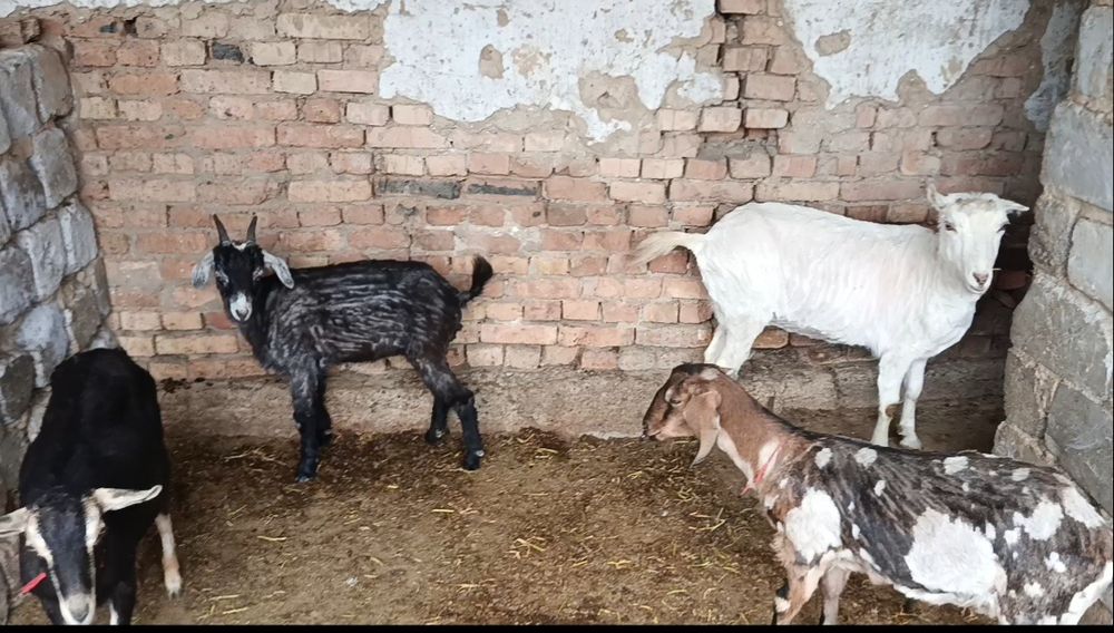 Сүтті ешкілер сатылады