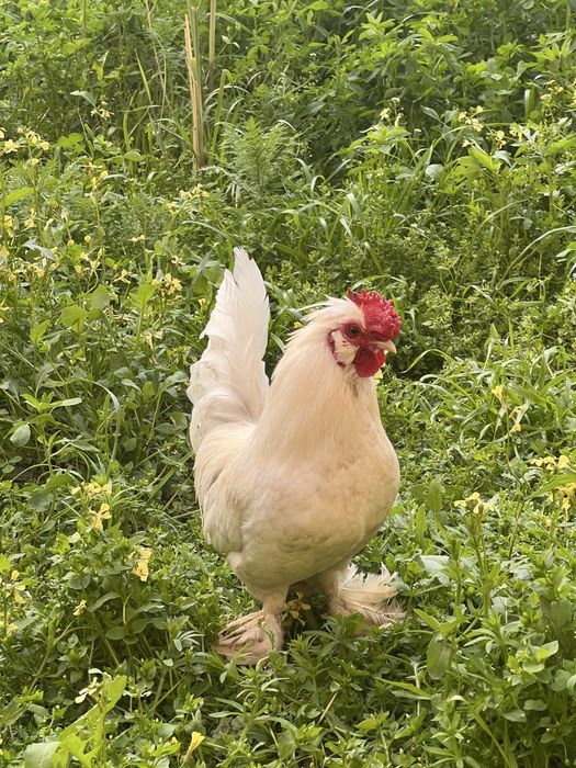 Япон хурозлари ва товук