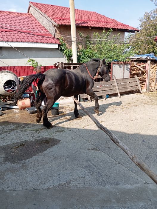 Iapa semigrea de vanzare