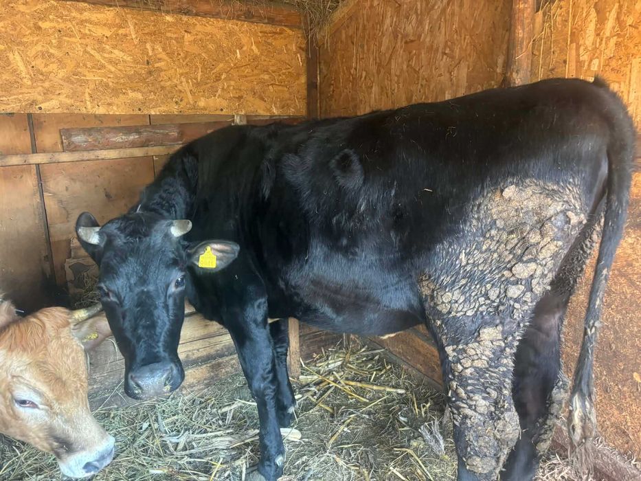 vand doua vacute gestante de aproape 2 ani