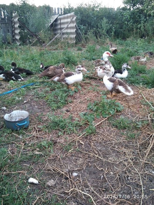 Продам утят индоутки