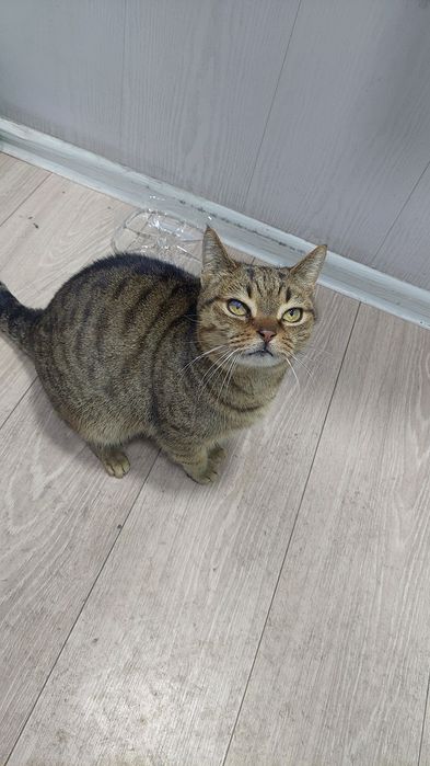 Кошка,кот катенок