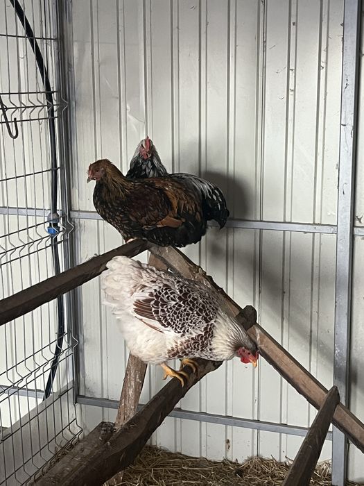 Wyandotte disponibile