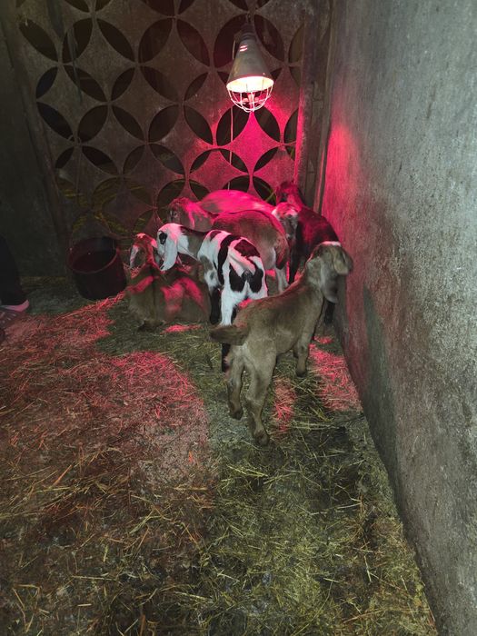 Tapi Iezi din capre anglonubian de vanzare