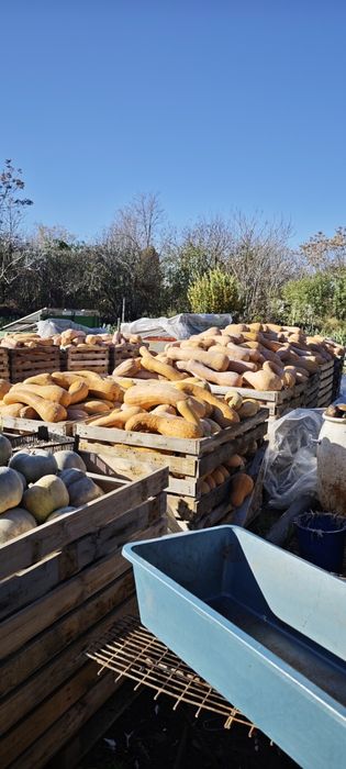 Продавам семе за тикви Цигулки