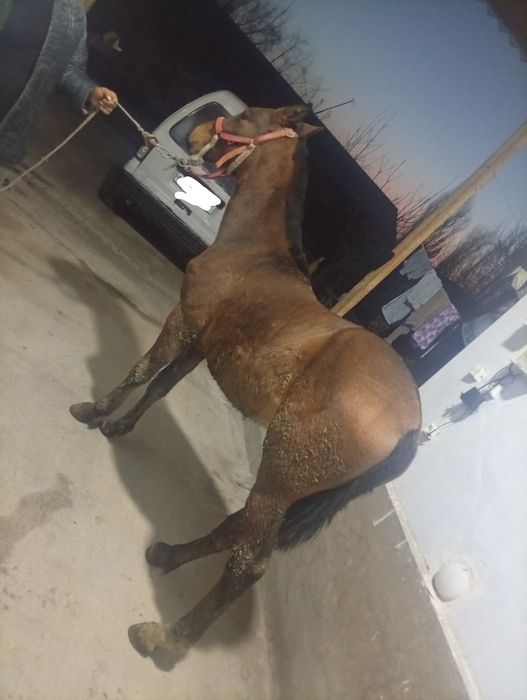 Toy sotiladi 10 oylik