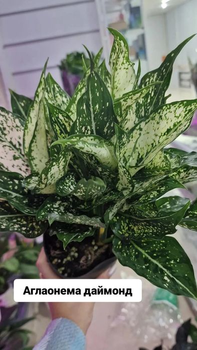 Комнатные цветы в наличии