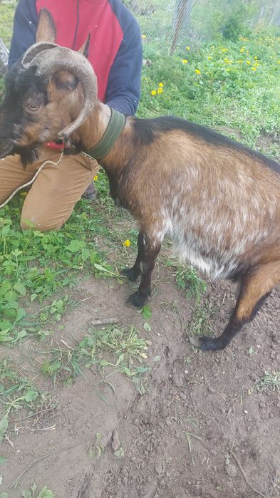 Vand capra și 2 iedite
