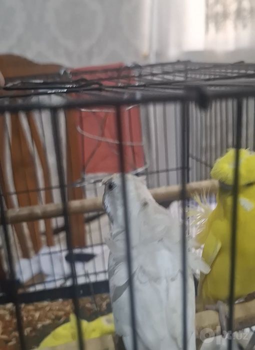 Valnistiy babochka tayyor vzrosli paralar