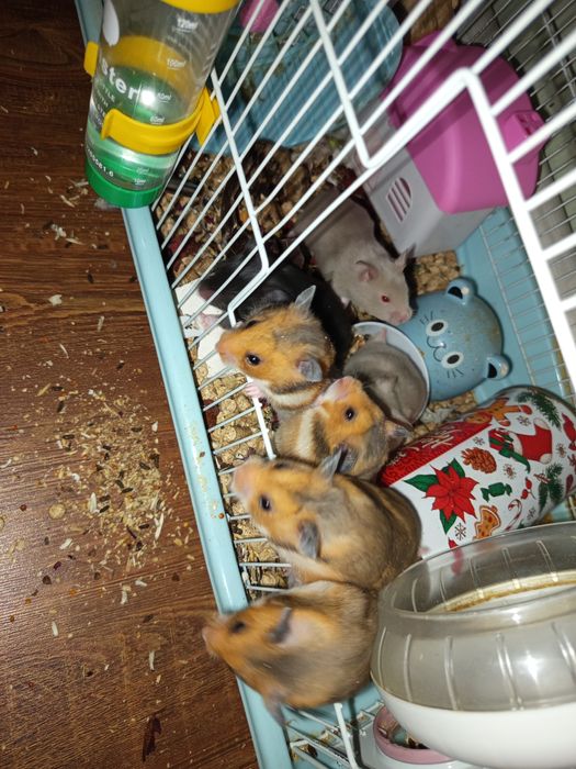 Продаю хамиков  серийские