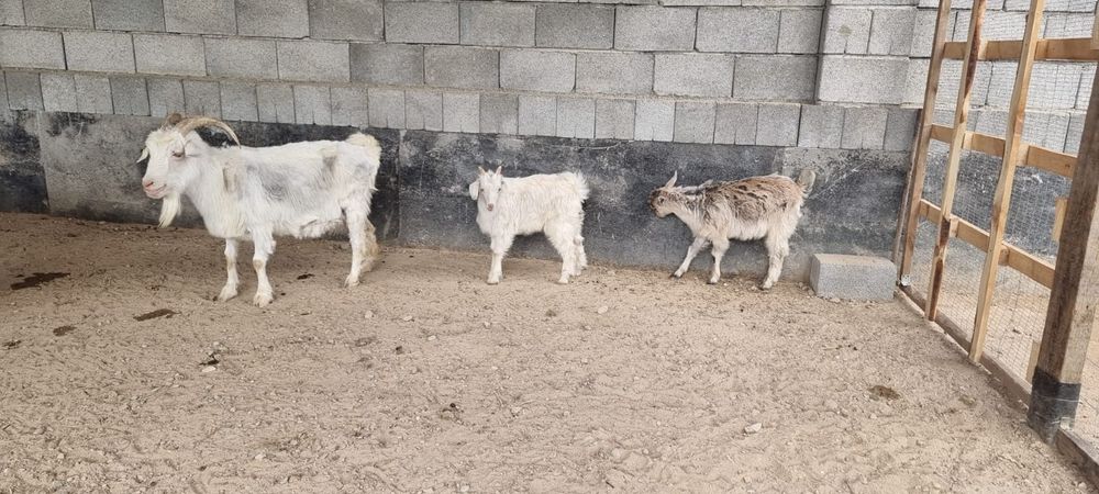 Сауынды ешкі 2 лағымен