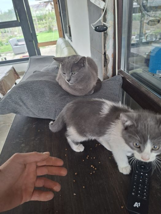 Котки сива и шарена