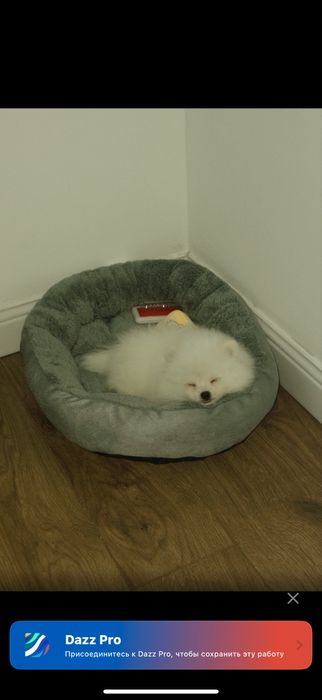 Щенок шпиц милый