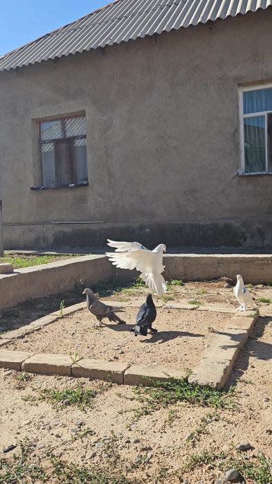 Голуби такла,бьяз,арап,пишят