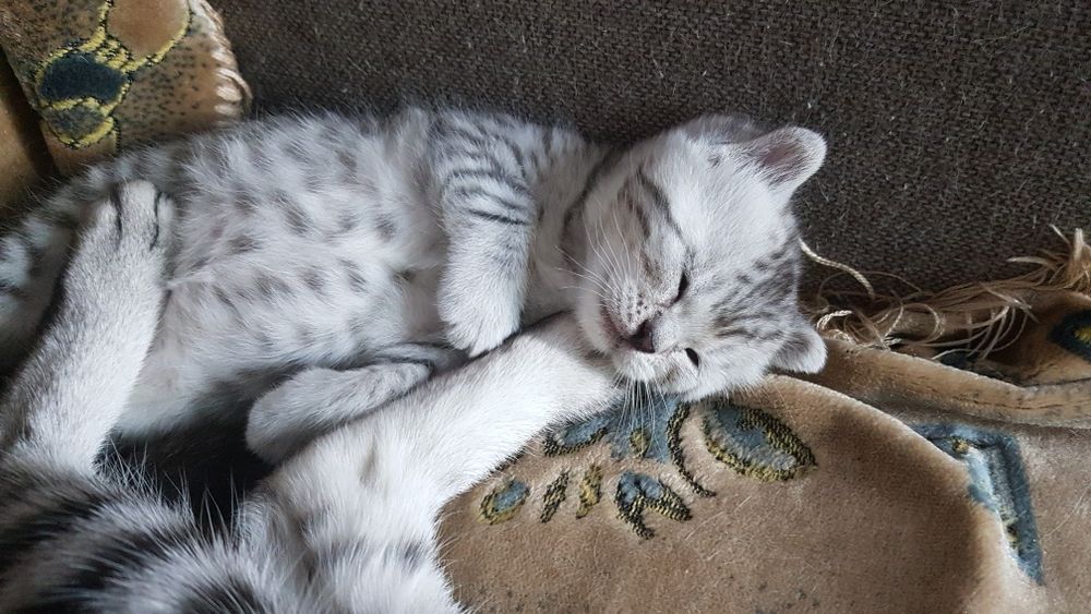 Продам котят самые красивые