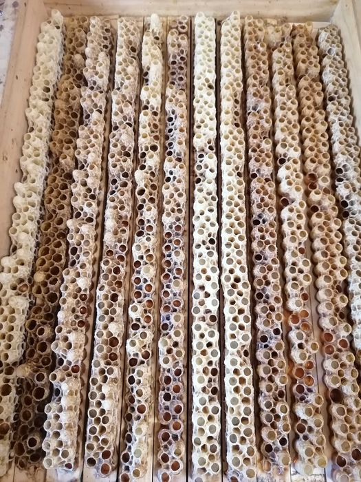 Laptisor de matca romanesc