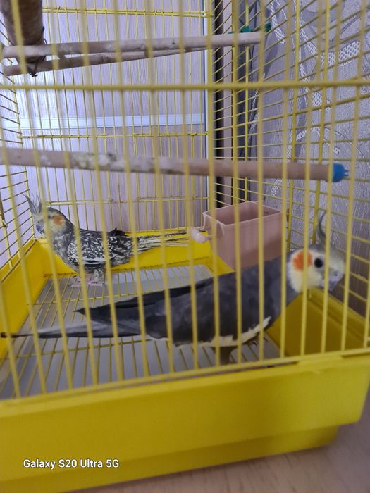 Продам попугаев корелла