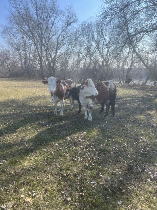 Vand juninci ! 2 juninci Baltata Romaneasca si 1 Angus!